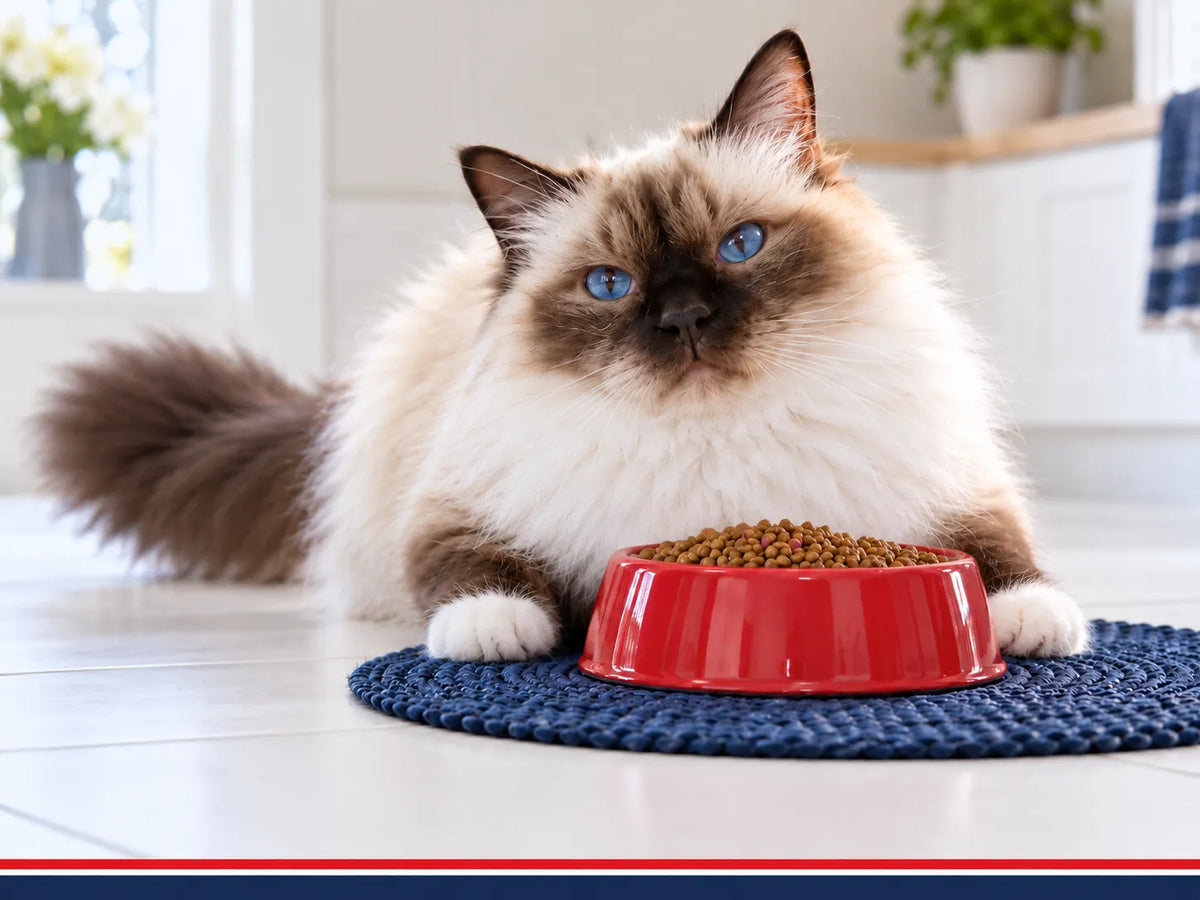 Dry Cat Food