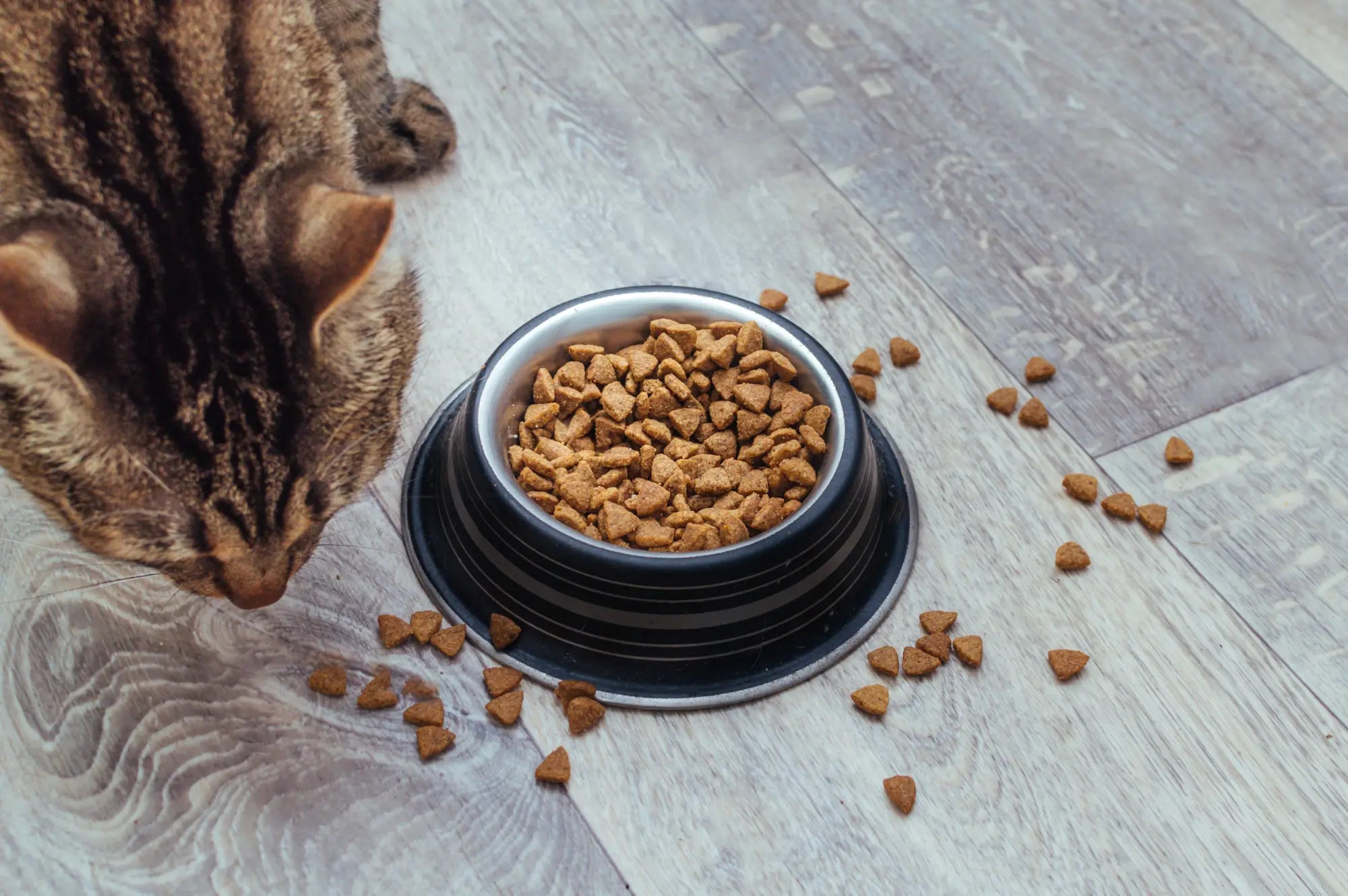 Dry Cat Food