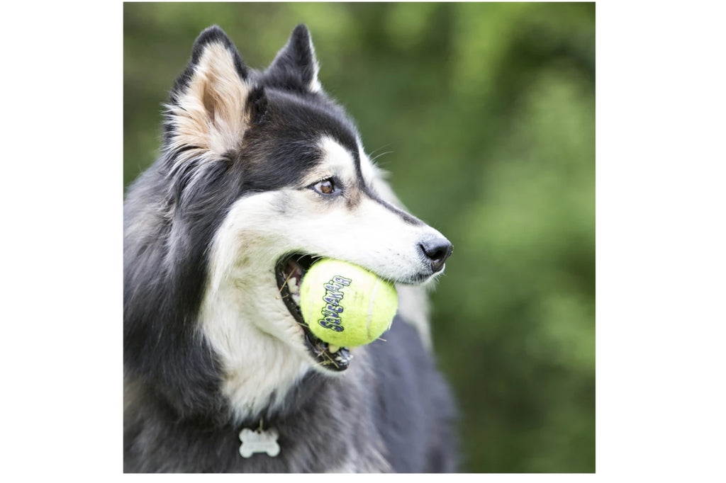KONG AirDog SqueakAir Ball Dog Toy - XLarge - Dog Toys