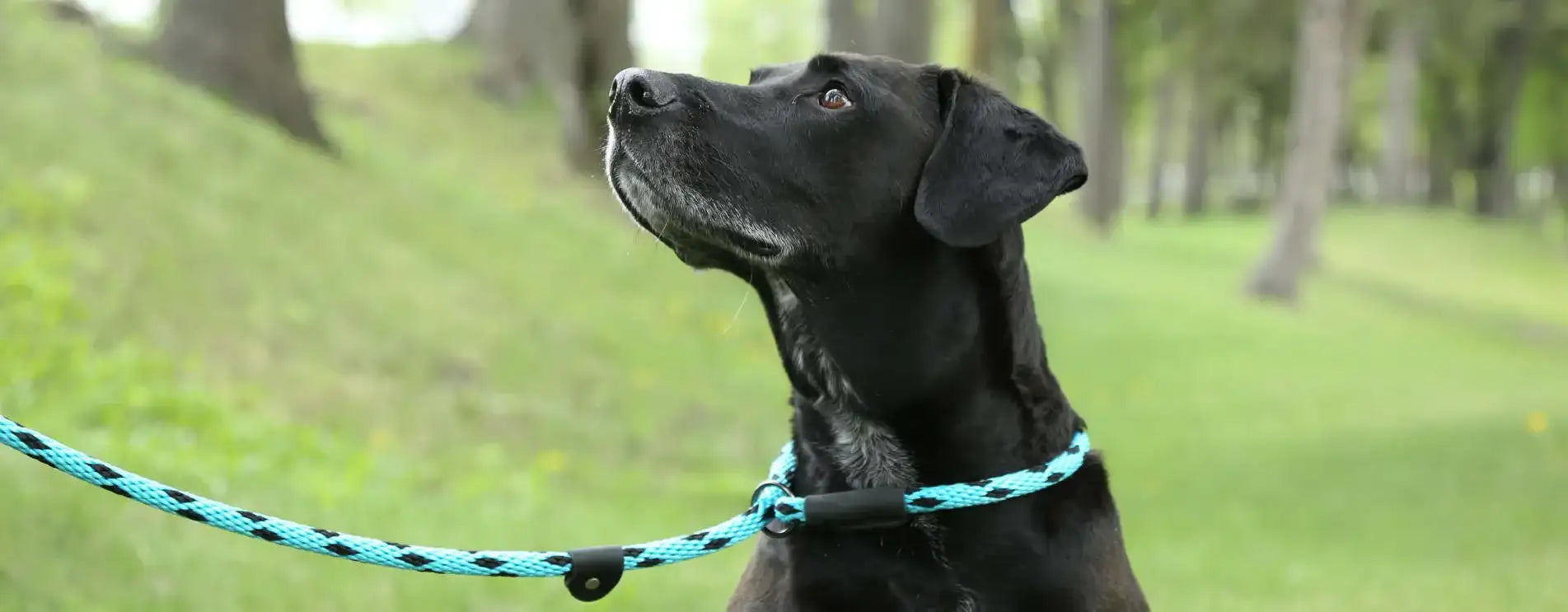 Black dog wearing a teal and black braided leash.