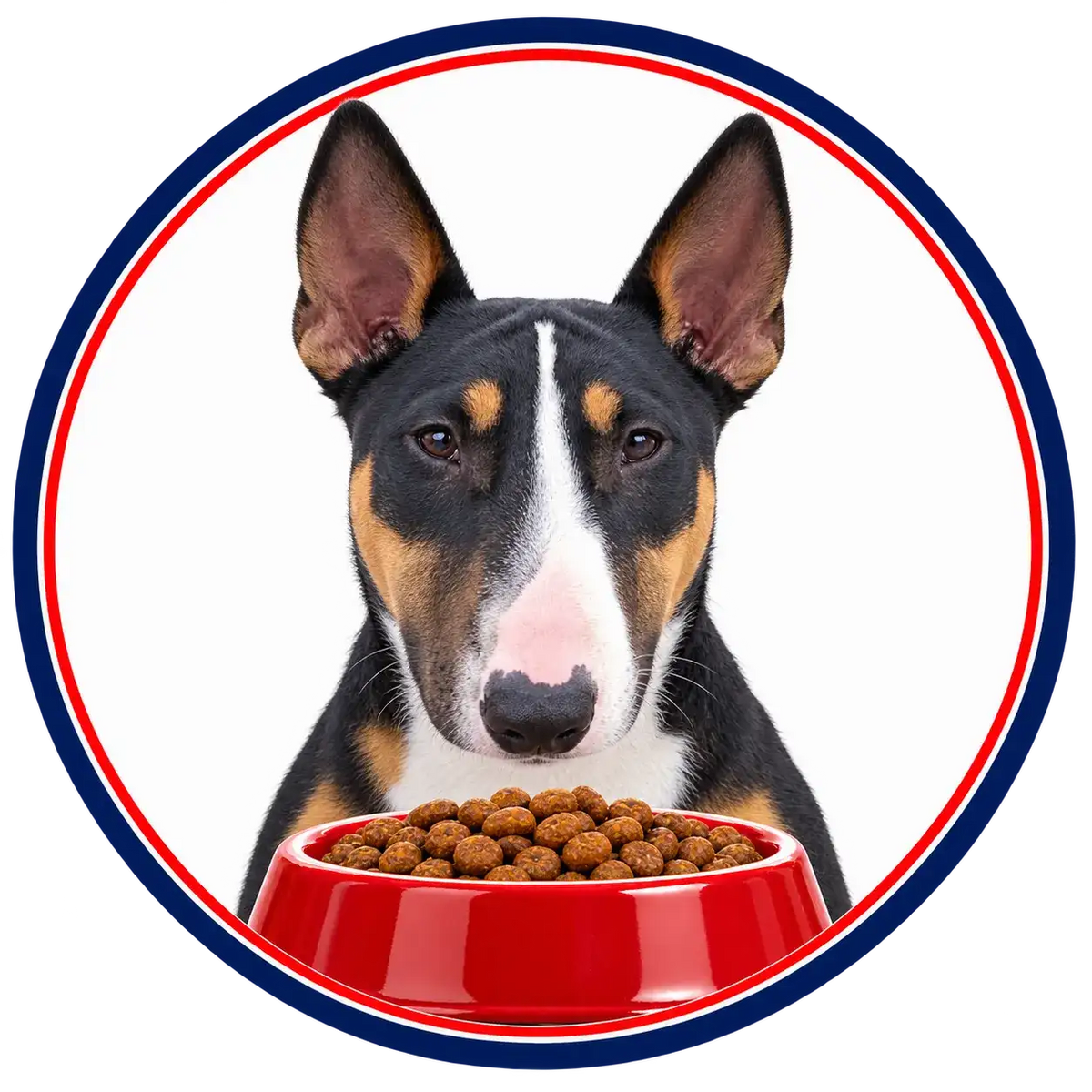 A black, tan, and white bull terrier with pointed ears sits attentively in front of a vibrant red bowl filled with brown kibble.
