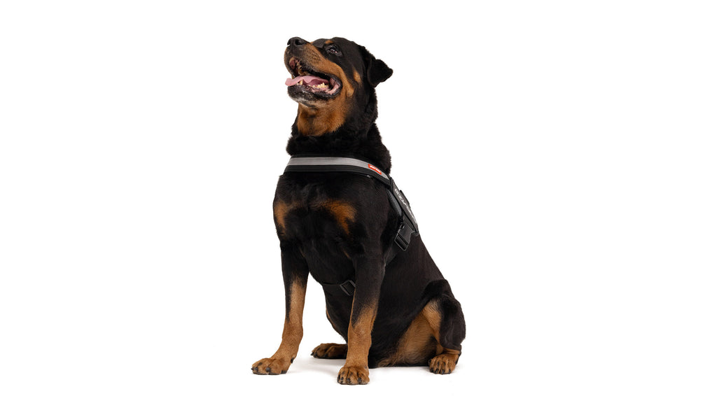 EzyDog Convert Dog Harness on a dog