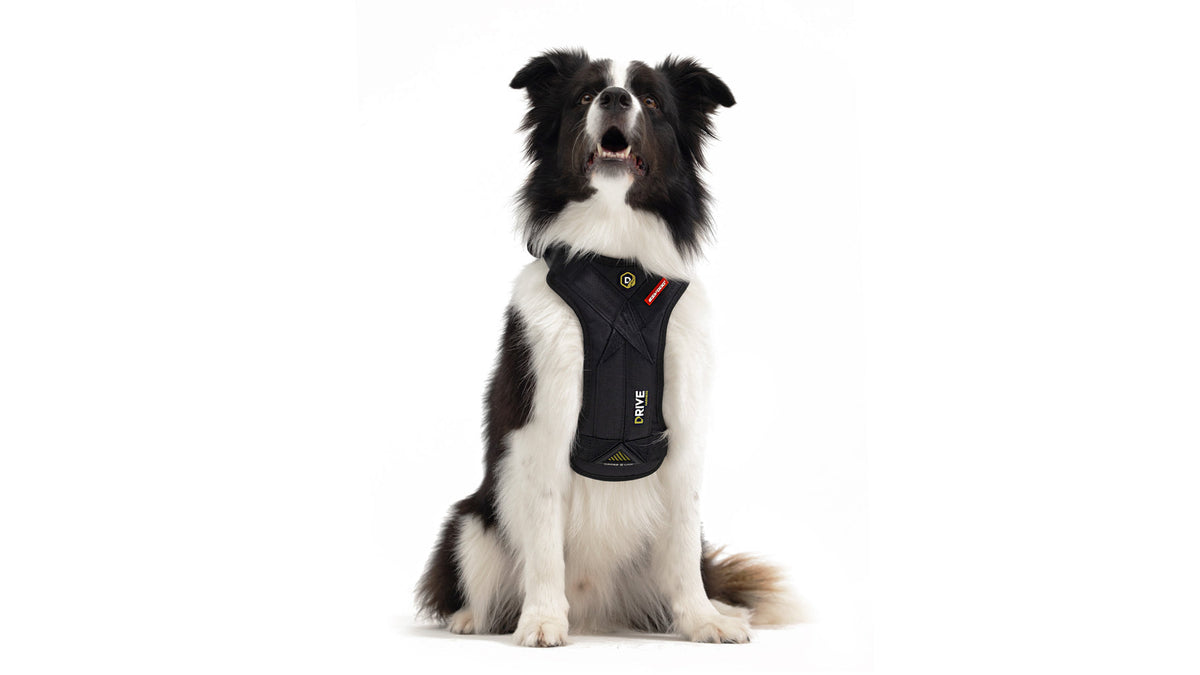 EzyDog Drive Dog Car Harness on a dog