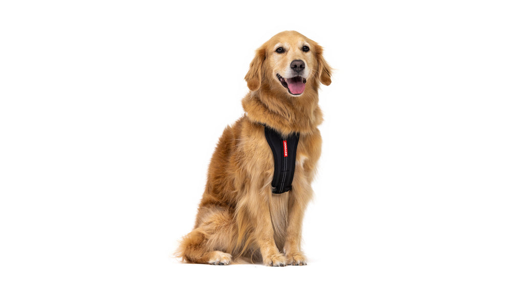EzyDog Essential Chest Plate Dog Harness on a dog