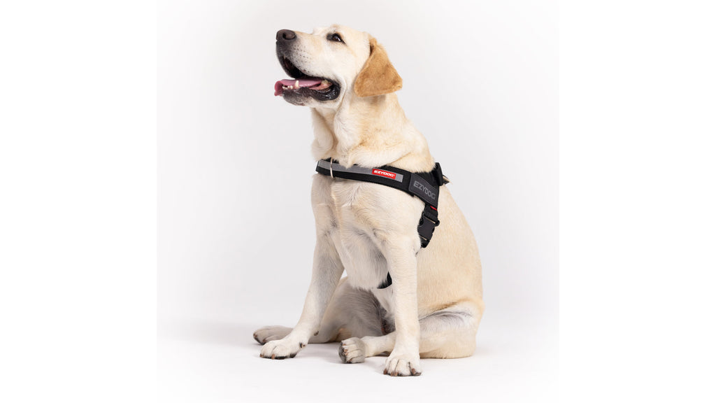 EzyDog Express Dog Harness on a dog