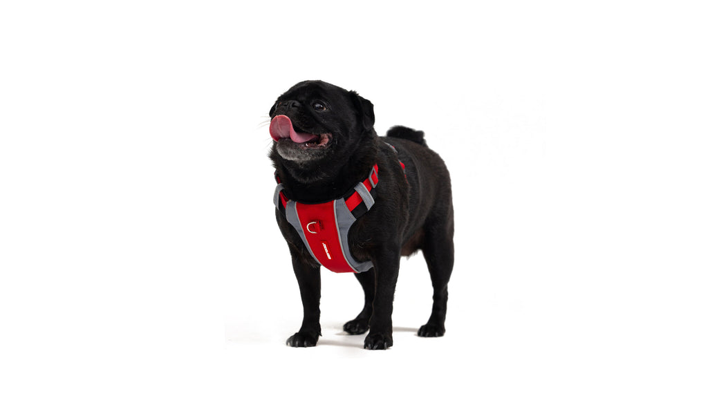 EzyDog X-Link No Pull Dog Harness on a dog