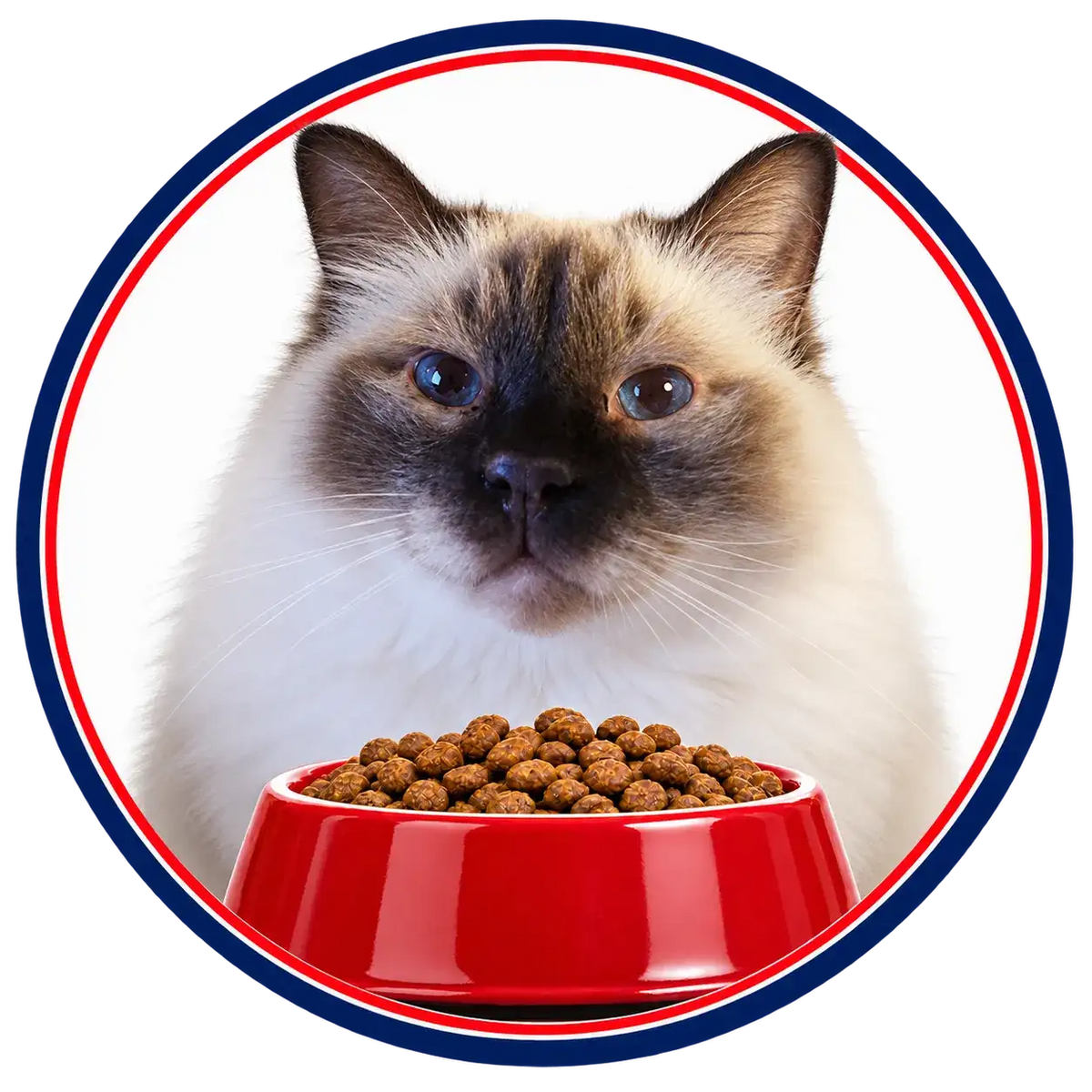 A fluffy birman cat with striking blue eyes and a dark face sits attentively behind a vibrant red ceramic pet food bowl filled with brown kibble.