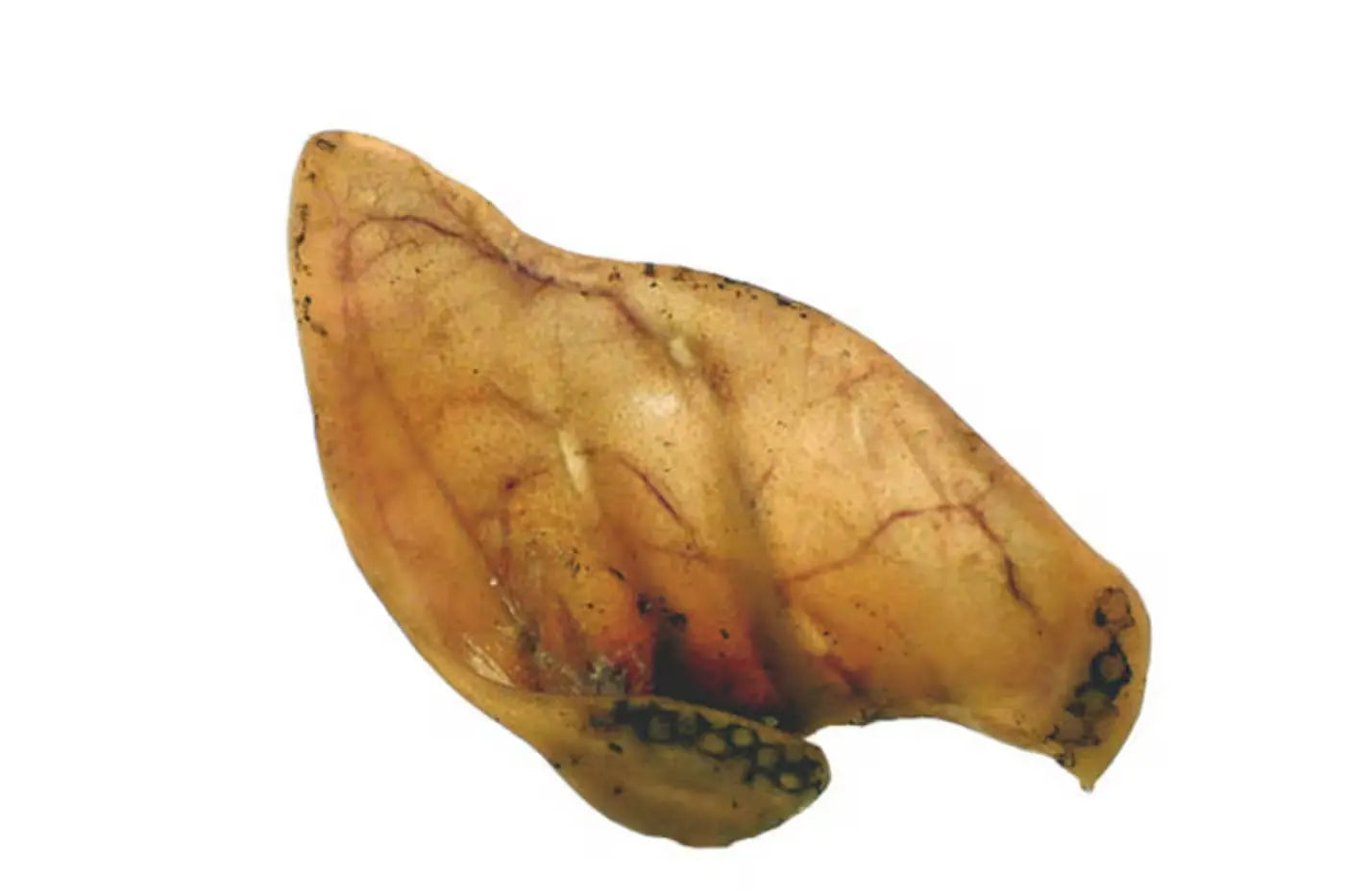 Pigs Ears Dog Treats Dog Treats